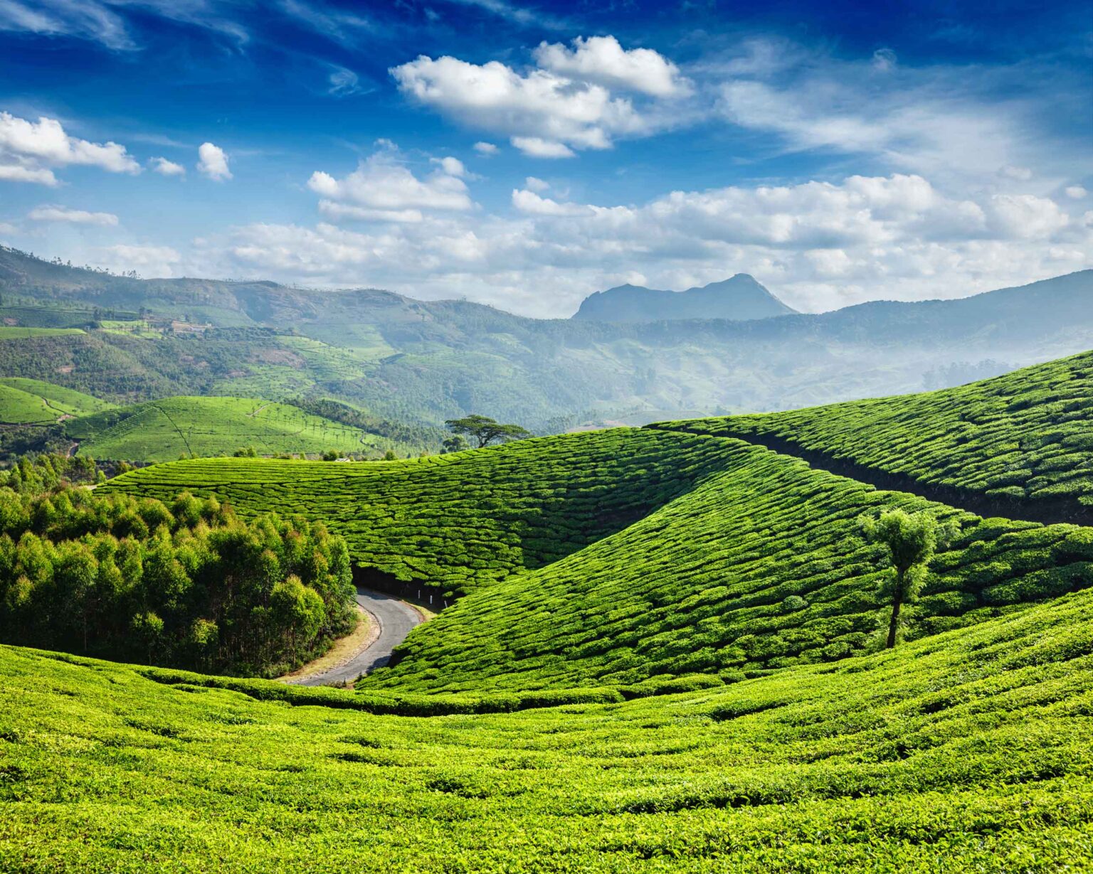 Famous Romantic Places in Ooty for Newlyweds