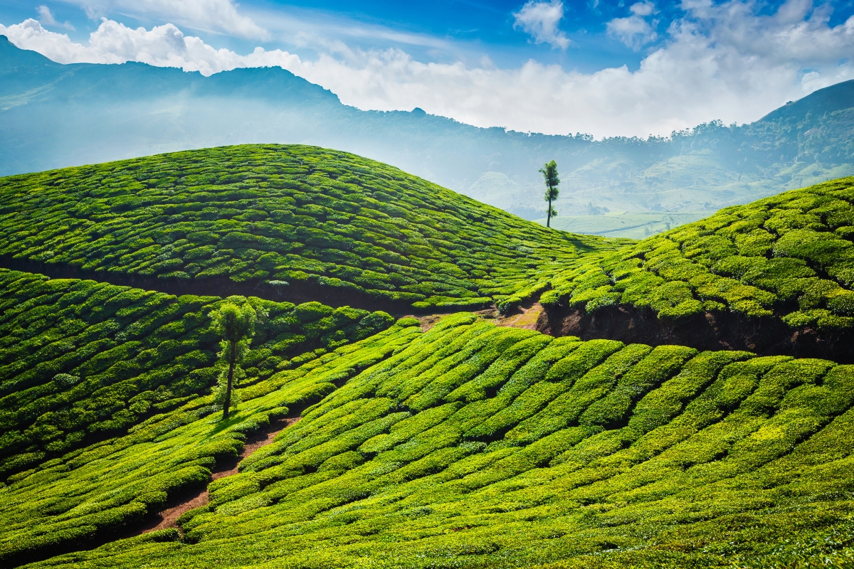 Munnar Weekend Tour Package