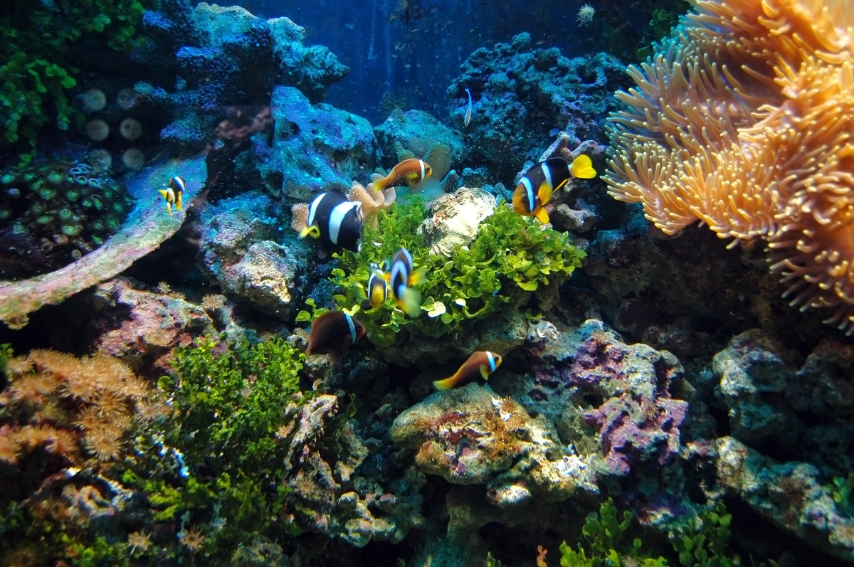 Exploring Dubai's Underwater Attractions